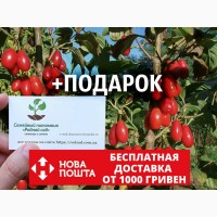 Кизил красный семена (10 штук) для выращивания саженцев(насіння на саджанці кізіл, кизіл