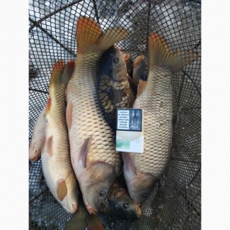 Риба Товарна Від 1 кг до 2.5 кг