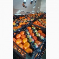 Мандарины, Апельсины, Лимоны___ ОПТ не дорого__ Турция