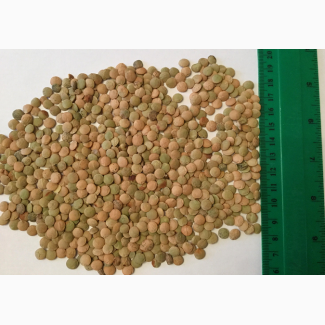 Семена/посевной материал Чечевица Линза (зелёная)
