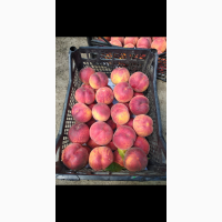 Продам саженцы персика