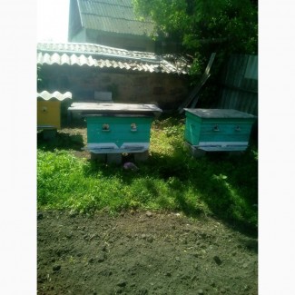 Продам 2 вулики з бджолами, порода карпатки