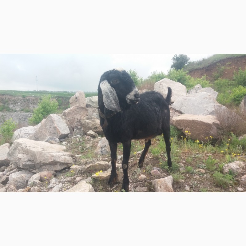 Англо-Нубийский козел 100%