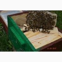 Продам пчелопакеты, пчелосемьи, пчеломатки, с марта 2022года