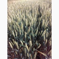 Нота Одесская озимая пшеница