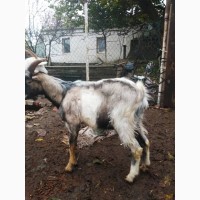 Продам козла породы Ламанча на племя