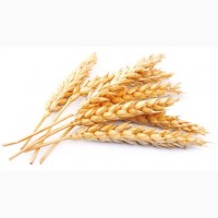 Пшеница 12, 5% CIF