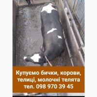 Заготівля худоби у Лановецькому та сусідніх районах