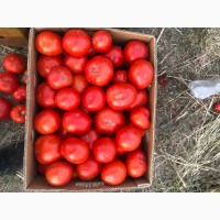 Продам томат красный крупноплодный
