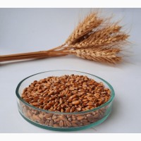 Реалізуємо насіння пшениці озимої сорт Кесарія Поліська, Пам#039;яті Гірка