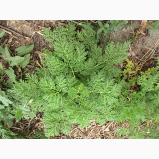 Полин однорічний (Artemisia annua)