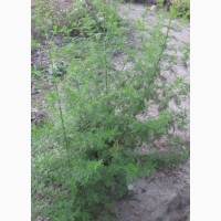 Полин однорічний (Artemisia annua)