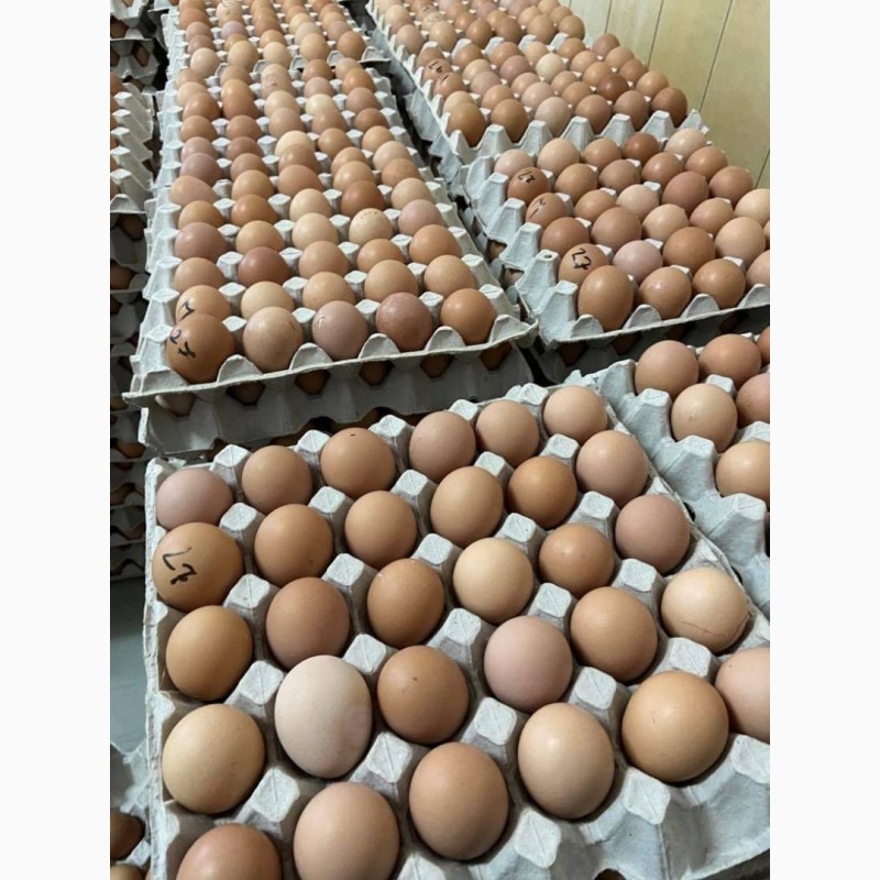 Фото 4. Продаж курчат та інкубаційних яєць
