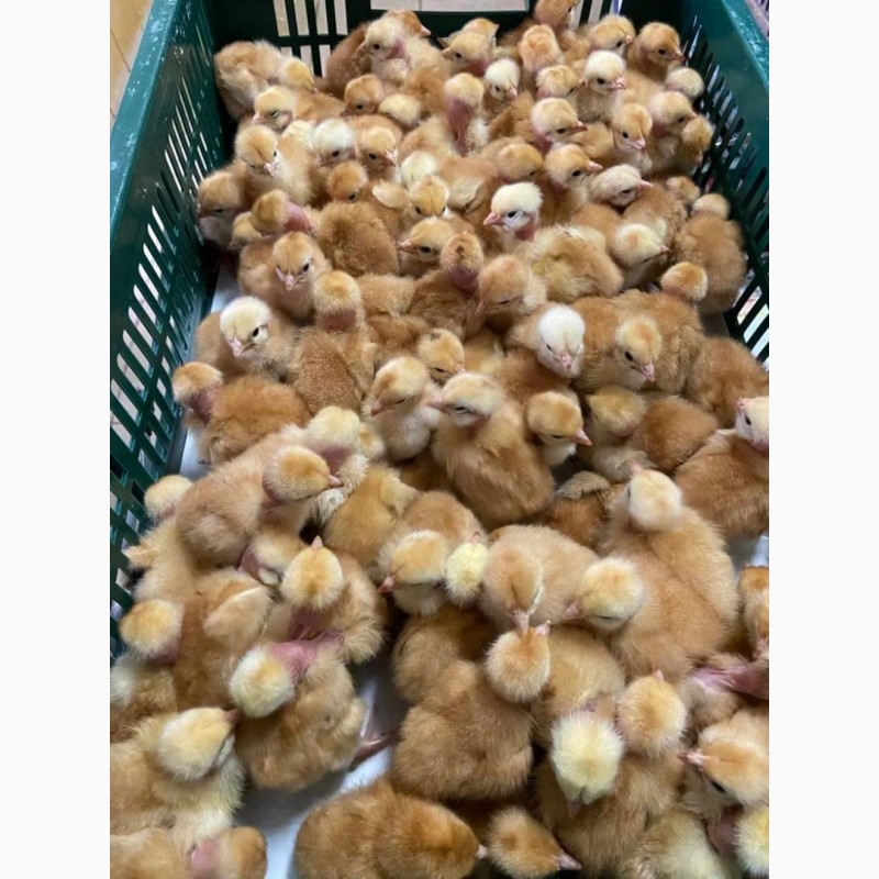 Фото 5. Продаж курчат та інкубаційних яєць