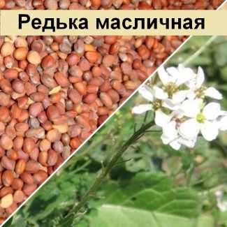 Продаю семена редьки масличной