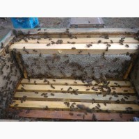 Продам ПЧЕЛ (пчелосемьи)