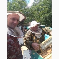 Продам ПЧЕЛ (пчелосемьи)
