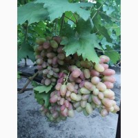 Продається виноград столових сортів
