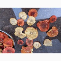 Продам мухомор красный (Amanita muscaria)