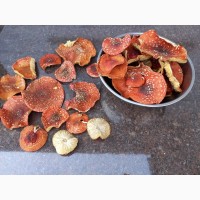 Продам мухомор красный (Amanita muscaria)