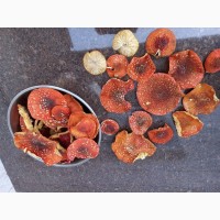 Продам мухомор красный (Amanita muscaria)