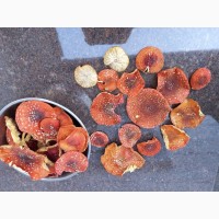 Продам мухомор красный (Amanita muscaria)