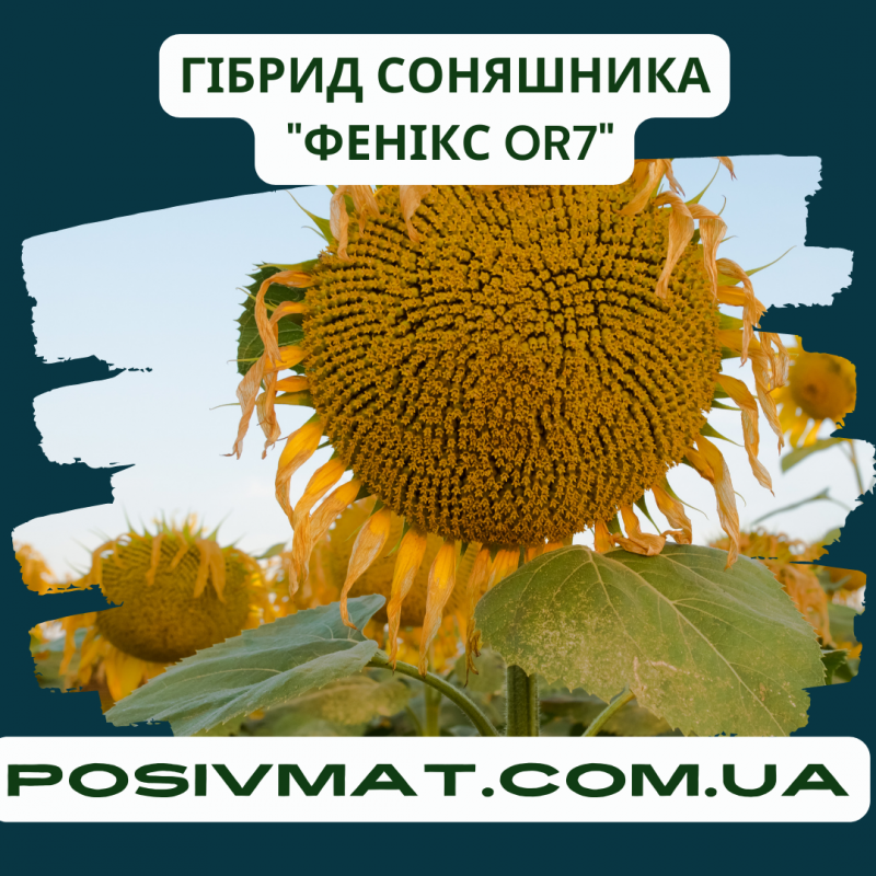 Фото 5. ФЕНІКС OR7, НАСІННЯ посухостійкого гібриду соняшника, безкоштовна доставка