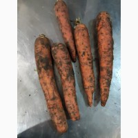 Продам моркву В НАЯВНОСТІ 21Т