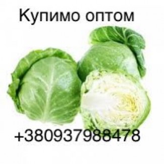 Купляємо молоду капусту 2024 від 10 тон, доставка самовивіз, потрібно 200т в місяць