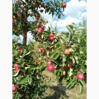 Продам яблука з саду Слава і Діскавері