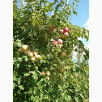Продам яблука з саду Слава і Діскавері