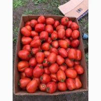 Продам помідор польовий для консервування та соління від виробника