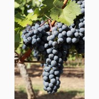 Продам технічний(винний) виноград Каберне, Мерло, Одеський чорний