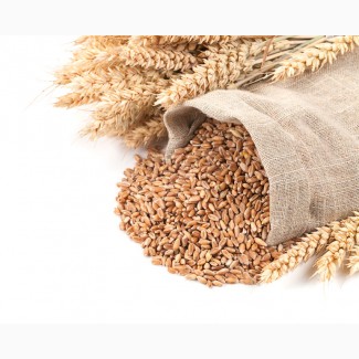 Закупляємо пшеницю ( 2/3/4 клас) Черкаська область