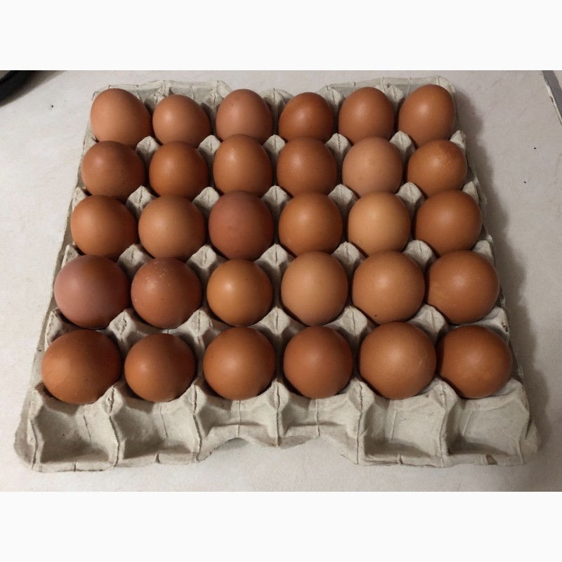 Фото 2. Продам яйця С1, C0