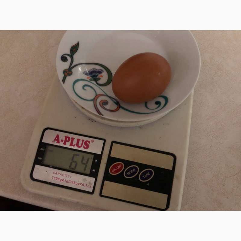 Фото 4. Продам яйця С1, C0