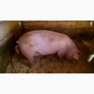 Продам свиней живою вагою, сальної та мясної породи