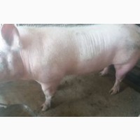 Продам свиней живою вагою, сальної та мясної породи