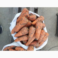 Продам моркву Киев