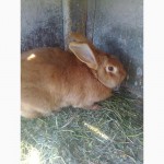 Кролики: рекс, французький баран, новозеландці