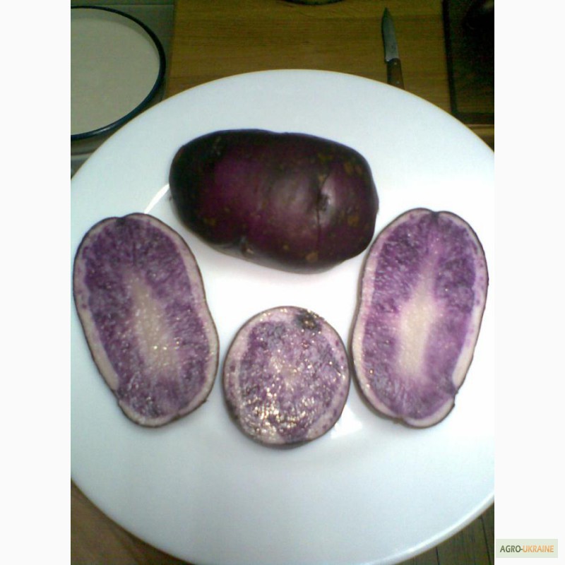 Фото 2. Продам картофель с красной, синей, фиолетовой мякотью, 26 цветных и редких сортов