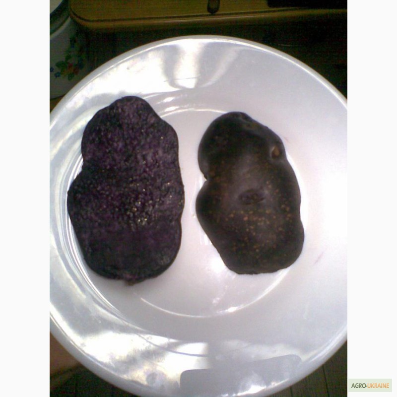Фото 3. Продам картофель с красной, синей, фиолетовой мякотью, 26 цветных и редких сортов