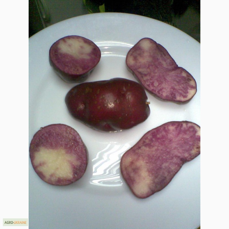 Фото 4. Продам картофель с красной, синей, фиолетовой мякотью, 26 цветных и редких сортов