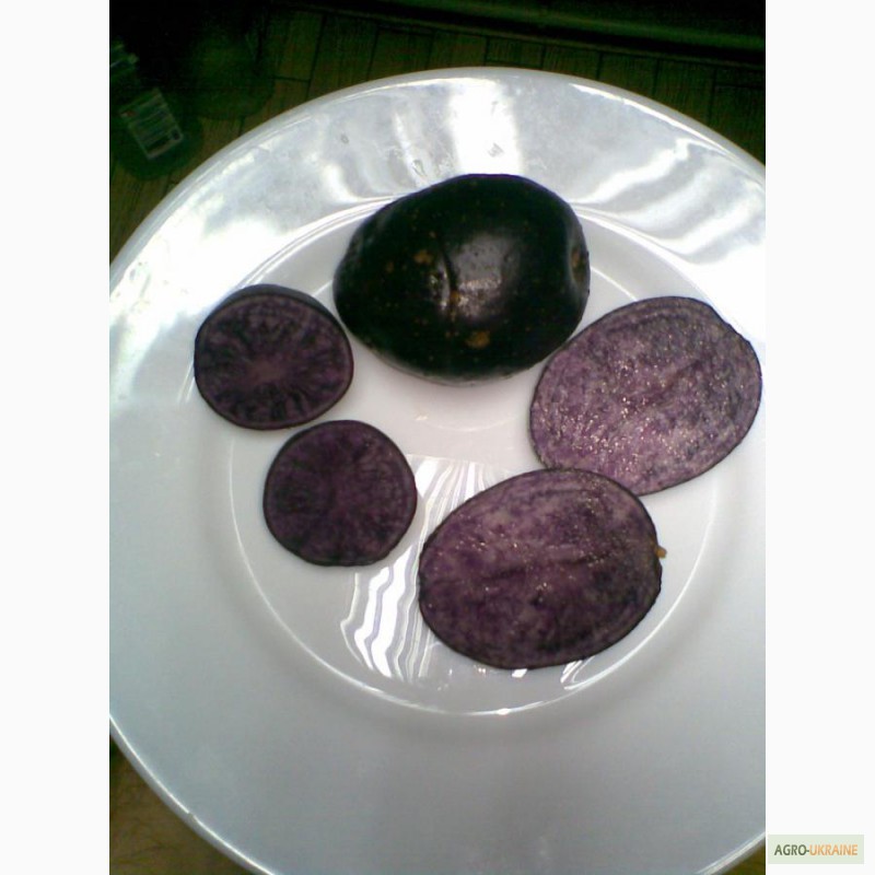 Фото 5. Продам картофель с красной, синей, фиолетовой мякотью, 26 цветных и редких сортов