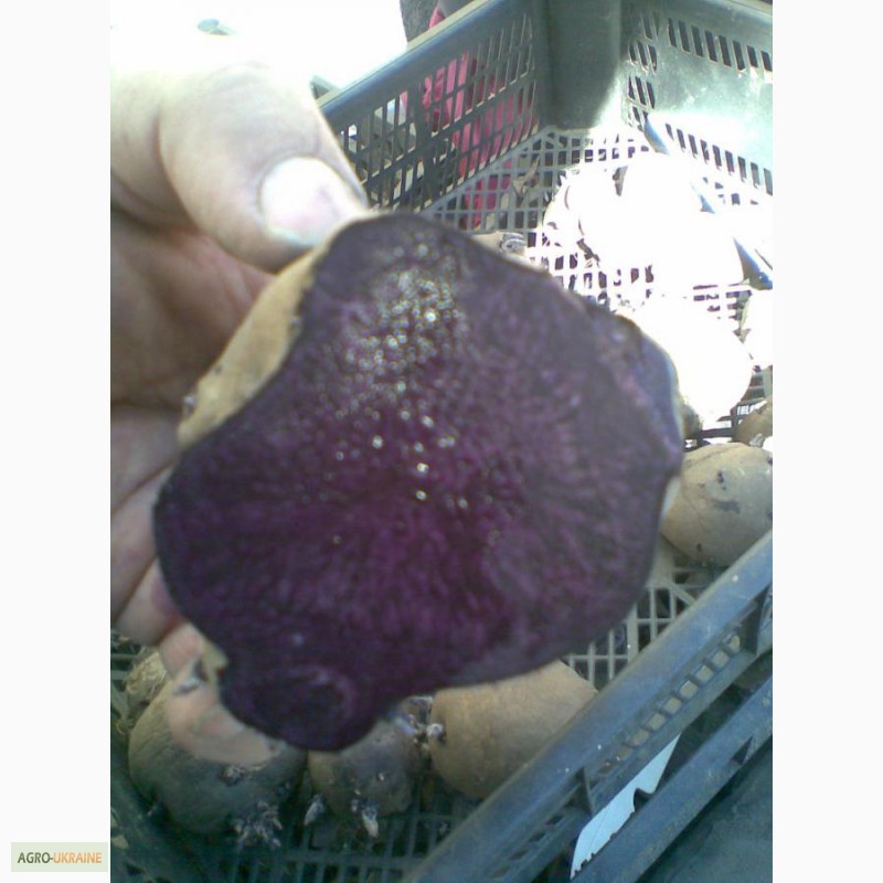 Фото 7. Продам картофель с красной, синей, фиолетовой мякотью, 26 цветных и редких сортов