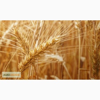 Пшениця озима АРТЕМІДА