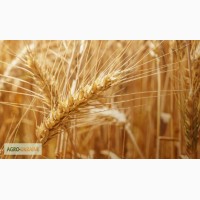 Пшениця озима АРТЕМІДА