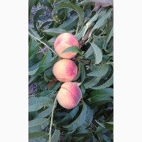 Продам персик сорт Редхейвен