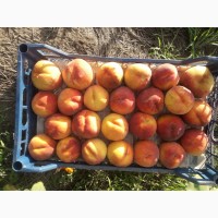 Продам персик сорт Редхейвен