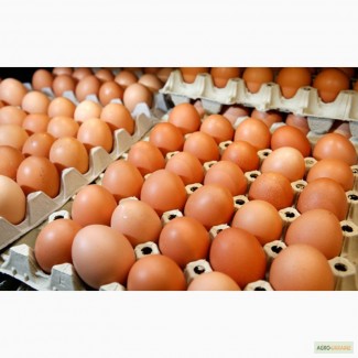 Інкубаційні яйця продам